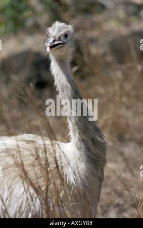 emu flightless bird Stock Photo