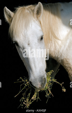 camargue pony. Provence France.Natural history. Wildlife. Stock Photo