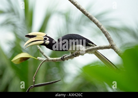 Adult male Oriental pied hornbill perching on a tree branch. Scientific name: Anthracoceros albirostris. Pangkor Laut island, Malaysia. Stock Photo