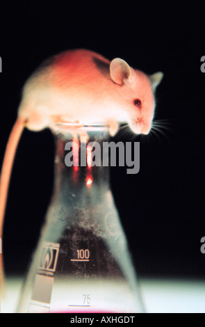 Biotechnology Laboratory. Mouse for animal experiment. DNA, cancer ...