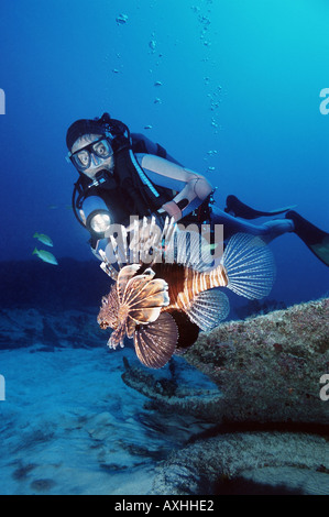 diver shines a light on a lionfish Stock Photo