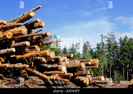 Canadian timber yard and stacked fresh cut lumber Stock Photo