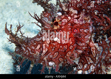 head of red rhinopias Stock Photo