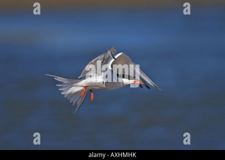 flußseeschwalbe flussseeschwalbe flusseeschwalbe sterna hirundo swallow Stock Photo