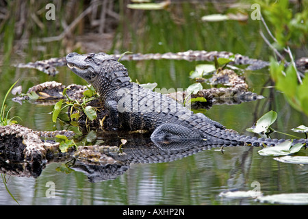 American Alligator resting in the shallow waters of the Everglades, Florida. Stock Photo