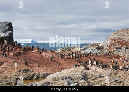 Adelie penguins on shore of Gourdin Island with iceberg in background Stock Photo