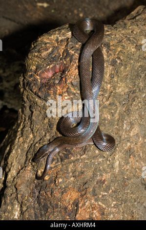 Tanzania Zanzibar Brown house snake Lamprophis fuliginosus Stock Photo