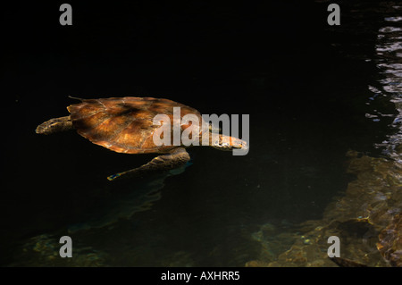 Tanzania Zanzibar Green turtle Chelonia mydas Stock Photo