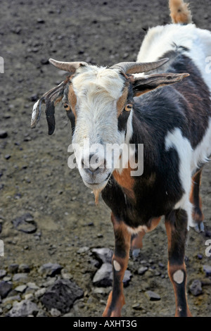 Majorero goats: Ginginámar, Fuerteventura, Canary Islands, in the Atlantic to the west of north Africa, Spain. World-class cheese production. Stock Photo