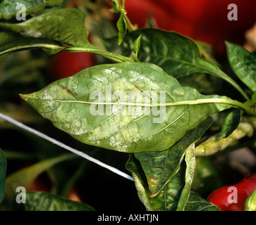 Powdery mildew Leveillula taurica infection on sweet pepper leaf Portugal Stock Photo