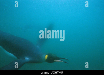 King Penguin (Aptenodytes patagonicus) Underwater, Gold Harbour, South Georgia island, Antarctica Stock Photo