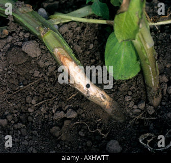 Stem rot Sclerotinia sclerotiorum bleached infected stems on pea plant ...