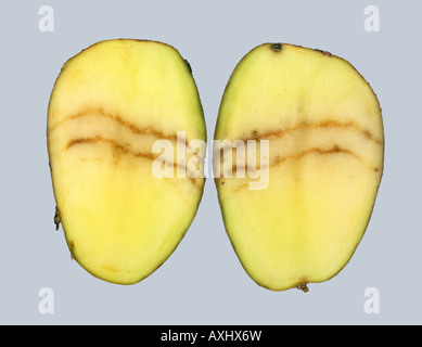 Spraing symptom of potato mop top virus PMTV in potato tuber section Stock Photo