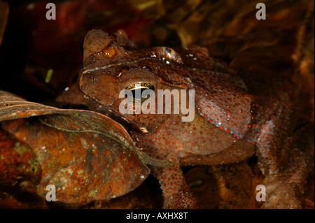 Leaf-litter frog in the rainforest near Cana in the Darien national park, Republic of Panama. Stock Photo