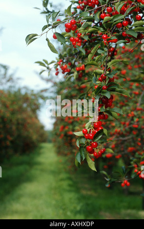 WISCONSIN Door County Ripe tart cherries on cherry tree in orchard view down row Stock Photo