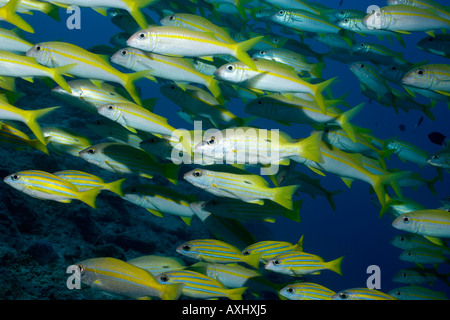 A LARGE SCHOOL OF YELLOWSTRIPE GOATFISH BLUE LINE SNAPPER AND LONG SPOT SNAPPER GREAT BARRIER REEF Stock Photo