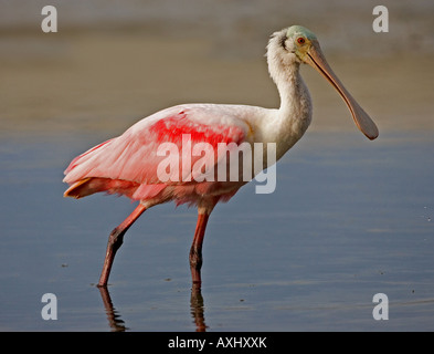 Roseate Spoonbill preparing to feed in shallow lagoon in Estero Bay, Fort Myers Beach, Florida, USA. Stock Photo