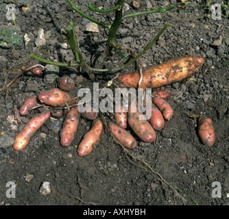 Pink fir apple potatoes exposed in the soil at harvest Stock Photo