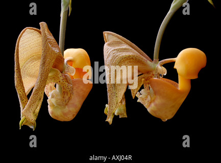 Two flowers of a bucket orchid, Coryanthes speciosa Stock Photo
