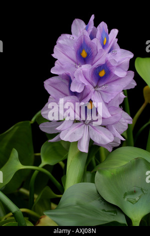 Water hyacinth, Eichhornia sp. Stock Photo