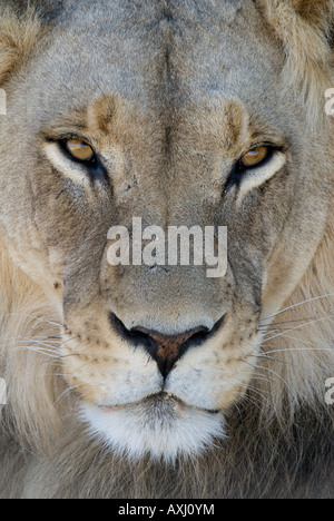 A portrait of a young male lion in the Kalahri Stock Photo