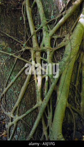 Roots of one tree wrapped around the trunk of a larger tree in Hawaii Stock Photo