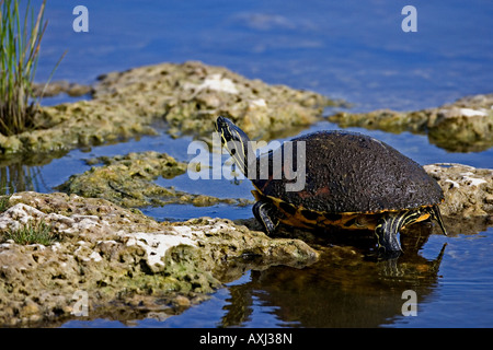 Florida Turtle resting on rocks located in the Everglades Florida USA. Stock Photo