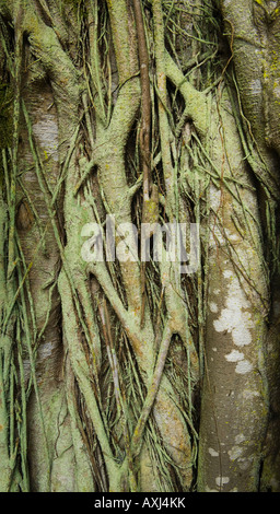 Close up view of a Banyon Tree