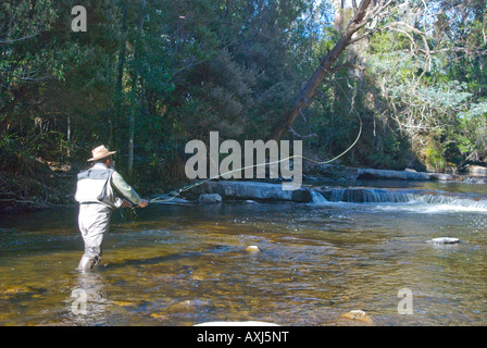 Man fly fishing for trout on the Tyenna River near Mount Field Tasmania Stock Photo