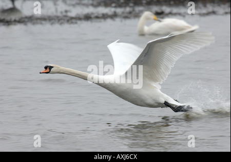 Mute swan taking off from water at Weney WWT Norfolk UK Stock Photo