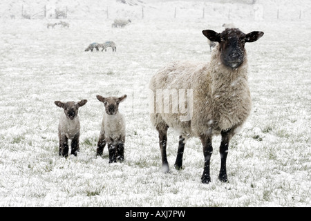 Ewe with twin lambs in winter field Stock Photo