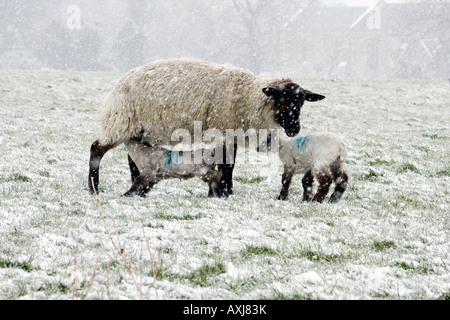 Ewe with twin lambs in winter field Stock Photo