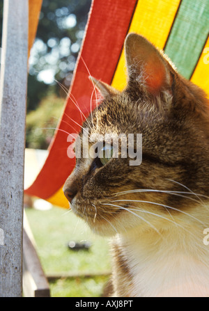 short haired domestic tabby cat under a striped deck chair Stock Photo