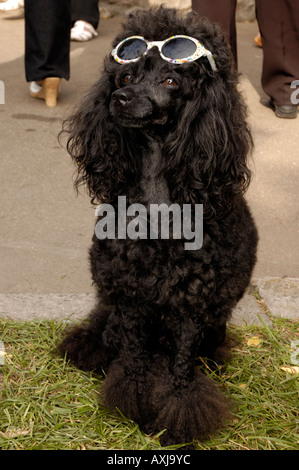 Funny black poodle in sunglasses Stock Photo