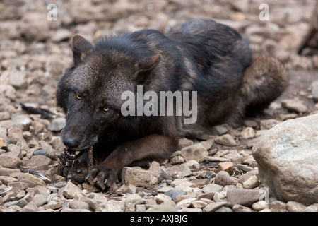 Mackenzie Valley Wolf or Alaskan Timber Wolf eating prey - Canis lupus occidentalis Stock Photo
