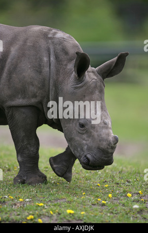 young Black rhino - Diceros bicornis Stock Photo