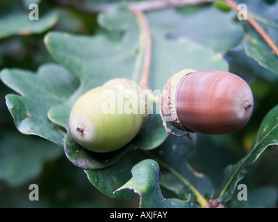 Close up of two acorns hanging in oak tree Stock Photo
