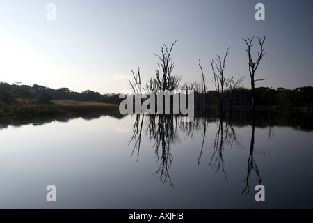 Drowned forest in agricultural reservoir Stock Photo