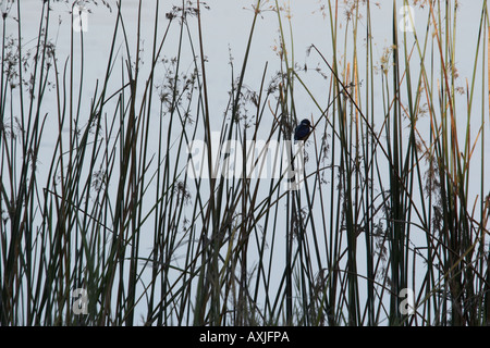 Malachite Kingfisher amongst reeds Stock Photo