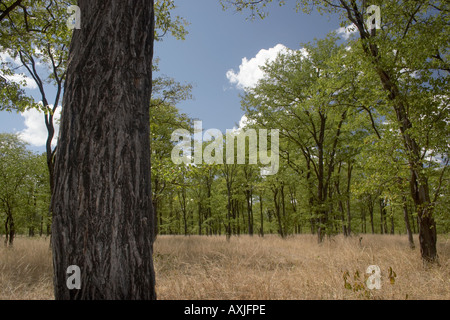 Mopane Mopani (Colophospernum mopane) woodland Stock Photo