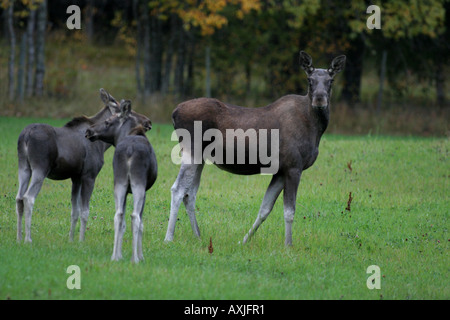 The largest ungulate, common in Scandinavian forests. Stock Photo