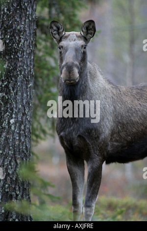 The largest ungulate, common in Scandinavian forests. Stock Photo