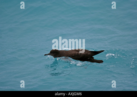 sooty shearwater swimming in torquoise water Stock Photo