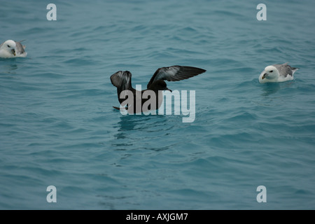 sooty shearwater swimming in torquoise water Stock Photo