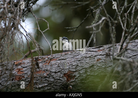 woodpecker in forest environnement Stock Photo