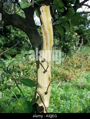 Mal secco Phoma tracheiphila exposed diseased vascular tissue on lemon trunk Stock Photo