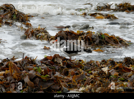 An Oystercatcher Haematopus ostralegus foraging on a beach covered with washed up seaweed Stock Photo