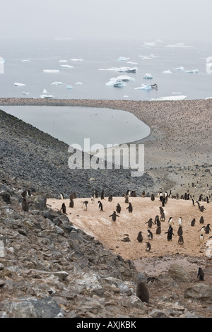 Adelie penguin colony on Gourdin Island with icebergs in the background in Antarctica Stock Photo
