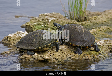 Pair of turtles resting on rocks, Everglades, Florida USA. Stock Photo