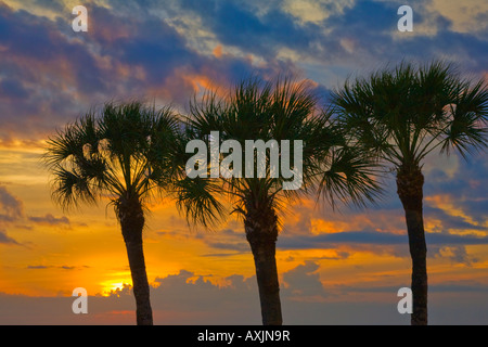 Sunset though three palm trees over the Gulf of Mexico from Fort Myers Beach in Florida Stock Photo